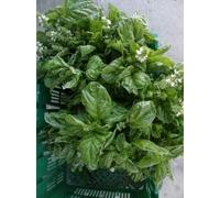 BASILICO A FOGLIA DI LATTUGA MULTISEMI PILLOLATO NR.100 PILLOLE