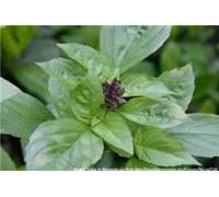 Basilico, Cannella, organico, non OGM, 50 semi, ha una piccante, aroma fragrante