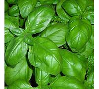 BASILICO GENOVESE 270 SEMI foglia larga PESTO LIGURE Basil pianta erba aromatica