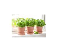 Basilico genovese "Ocimum basilicum" 3 piante aromatiche in vaso ø14 cm Vivaio di Castelletto