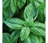 Basilico Grande Foglia 300 Semi Da Giardino
