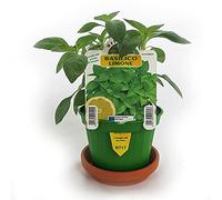 BASILICO IN DIVERSE VARIETÀ - 10, Basilico limone