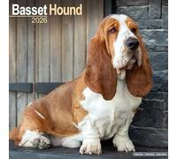 Basset Hound 2026 Calendar | Square Wall Calendar | Dog Breed Gift | Plastic Free Packaging | by Avonside Publishing