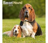 Basset Hound Calendar 2024 | Square Dog Breed Wall Calendar - 16 Month