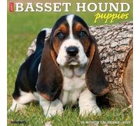 Willow Creek Press, Just Basset Hound - Calendario da parete 2027, motivo: cuccioli di Basset Hound