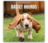 Basset Hounds 2026 Square Wall Calendar