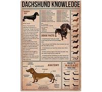 Bassotto Cane Conoscenza Targa in metallo Doxie Facts Anatomia del Bassotto Stampa retrò Poster Scuola Negozio di animali Caffetteria Bar Camera da letto Bagno Cucina Arte della casa Decorazione da