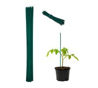 Relaxdays Set da 50 Bastoncini per Piante, Supporti per Rampicanti, Verdure, Ø 6mm, Fili da Legatura incl, 60cm, Verde, bambù, 60 cm