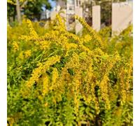 bastone d'oro bastone d'oro semi selvatici biologici tagliati interni esotici giardino perenni resistenti all'inverno semi 250pcs