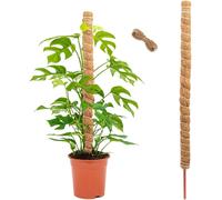 Bastone per Piante Rampicanti 120 Cm,Supporto Monstera Palo Muschiato Perpiante