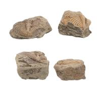 BATHVEVE 4 Pezzi Trilobite Tail Specimen Autentico Fossile Preistorico per Collezione e Educazione Scientifica Specimen Geologico per Studio Paleontologico e Didattica