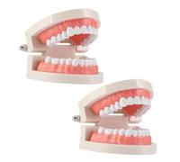 BATHVEVE Modello Denti Standard Ergonomico per Insegnamento Didattico e Studio Riutilizzabile per Educazione Orale