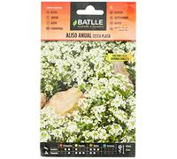 Batlle - Semi di fiori - Aliso Annual Cestino d'argento
