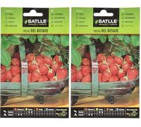 Battle - Semi Aromatici Fragole del Bosco (Semi - 20-25Cm) (Confezione da 2)