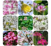 bauhinia - delle orchidee per i luoghi soleggiati crescita facile 160semi