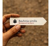 Bauhinia similis SEEDS - - SEMI Albero orchidea | Ebano di montagna