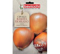 Bavicchi VCL07 Cipolla ramata di Milano