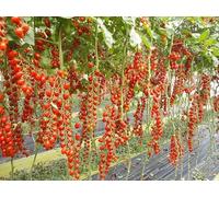 Bavicchi VPM6607 Busta semi Pomodoro Datterino