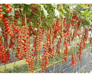 Bavicchi VPM6607 Busta semi Pomodoro Datterino