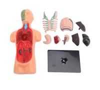 Baxnore Modello del corpo umano Struttura scheletrica Strumenti educativi di studio di anatomia e fisiologia per studenti Apprendimento Aula di scienze Casa Plastica 15,5x7 cm 8 Or