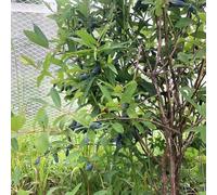 baya de - semi baya semi, decorativi resistenti espaldera tetti verdi con 225pcs