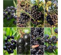 bayas de aronia - semi semi decorativi bonsái esotici giardino 160pcs