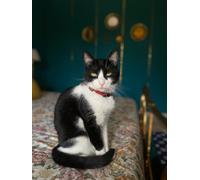 BAYER ADVANTIX SPOT ON 4/6 PIPETTE CANI E GATTI ZECCHICIDA ANTIPARASSITI PULCI