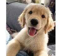 BAYER ADVANTIX SPOT ON 4/6 PIPETTE CANI E GATTI ZECCHICIDA ANTIPARASSITI PULCI