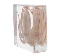 BAZEITFLOW Esemplare di Polpo Conservato in Resina Trasparente 7,5 Cm, Decorazione Scientifica e Fermacarte Multifunzionale per Ufficio e Studio, Modello Didattico di Animale Marino