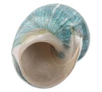 BAZEITFLOW Esemplari Di Guscio Mediterranei Decorazione Del Serbatoio Di Pesce Conchiglia Conchiglie Di Mare Naturali Picco Di Cactus Sky-blue