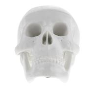 BAZEITFLOW Mini Modello Teschio Umano in PVC per Studio Anatomico e Decorazione Halloween Miniatura Realistica e Durevole per Insegnamento e Raccolta