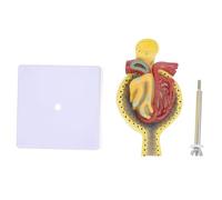BAZEITFLOW Modello Anatomico del Glomerulo Umano con Base Modello Didattico Medico Dettagliato per Insegnamento Scolastico e Laboratoriale Esposizione Scientifica per Studenti e
