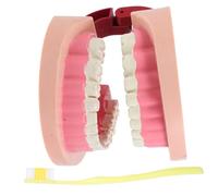 BAZEITFLOW Modello Denti per Materiale Sicuro Gioco Didattico per Esperimenti Scientifici e Educazione alla Salute Orale Strumento Compatto per Insegnamento Scolastico