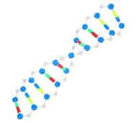 BAZEITFLOW Modello Doppia Dna Kit Educativo per Scienze Biologiche Struttura Interattiva per Insegnamento Genetica e Biologia in e Laboratorio