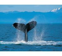 BBC Big Band Orchestra - Battle of the Big Bands