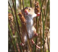 BBC Earth Canvas Wall Art, Multicolore, 40 x 50 x 3.2 cm