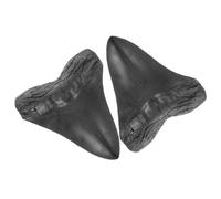 BCOATH Denti di Megalodon in Resina Nero 2 Pezzi Decorazione Dettagliata per Collezione e Arredamento Casa Unico e Interessante