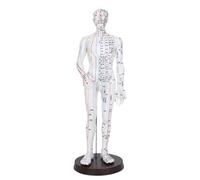 BCOMFY Modello dei meridiani uomo/donna Medicina cinese 52 cm/40 cm Modello del corpo umano for agopuntura Apparecchi for l'insegnamento e l'educazione medica(White Man 52CM)