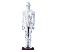 BCOMFY Modello del meridiano in PVC, punto di agopuntura umano, modello del corpo di donne e uomini, 40 cm, apparecchi didattici medici, oro bianco e rame.(White Man)