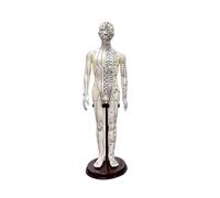BCOMFY Modello di agopuntura del corpo umano adulto 52 cm, modello di medicina cinese for uomo/donna, meridiani, strumento didattico for l'educazione medica, decorazione for la casa(Male)