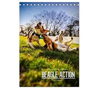 Beagle Action - Wilde Kuscheltiere (Tischkalender 2026 DIN A5 hoch), CALVENDO Monatskalender: Beagles beim Spielen
