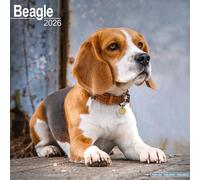 Beagle Calendar 2026 Square Dog Breed Wall Calendar - 16 Month