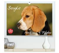 Beagle - Herz auf 4 Pfoten (hochwertiger Premium Wandkalender 2026 DIN A2 quer), Kunstdruck in Hochglanz: Liebenswerte Schlappohren auf 13 wunderschönen Fotos
