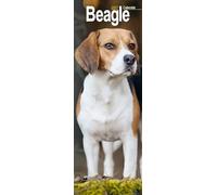 Beagle Slim 2027 Calendar | Slimline Wall Calendar | Dog Breed Gift | Plastic Free Packaging | by Avonside Publishing