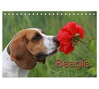 Beagle (Tischkalender 2026 DIN A5 quer), CALVENDO Monatskalender: Liebenswerte Schlappohren