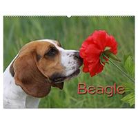 Beagle (Wandkalender 2026 DIN A2 quer), CALVENDO Monatskalender: Liebenswerte Schlappohren