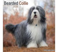 Bearded Collie Calendar 2026 Square Dog Breed Wall Calendar - 16 Month