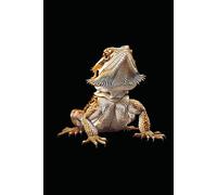 BEARDED DRAGON: ANIMALS OF THE WORLD, Positive affirmations, Motivational and inspirational notebook, Animal notebook, Birthday gifts, Notebook gifts, Anniversary gifts, For all...