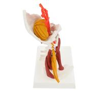 Beatifufu Modello Cervicale in Pvc per Insegnamento e Visualizzazione Medica, Colonna Vertebrale Bianca, per Educazione e Campo Medico