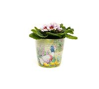 Beatrix Potter Peter Rabbit - Set di 3 vasi ecologici con scritta "Mrs Tiggy-Winkle, Jemima & Mr Tod e Peter & Mr McGregor"